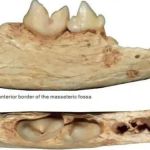 Image shows the cat fossil discovered of a new feline species that may be the smallest cat ever.