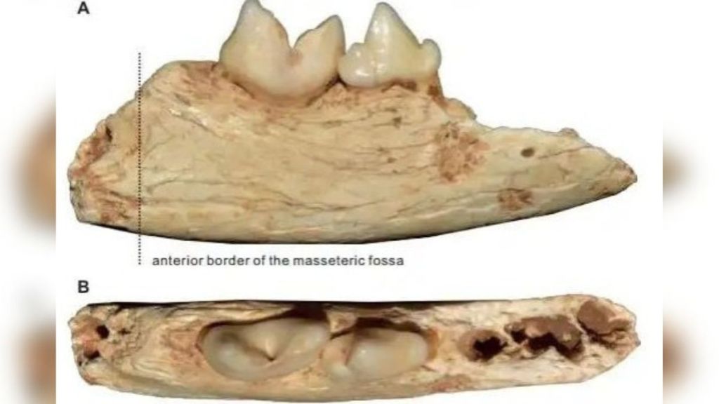 Image shows the cat fossil discovered of a new feline species that may be the smallest cat ever.