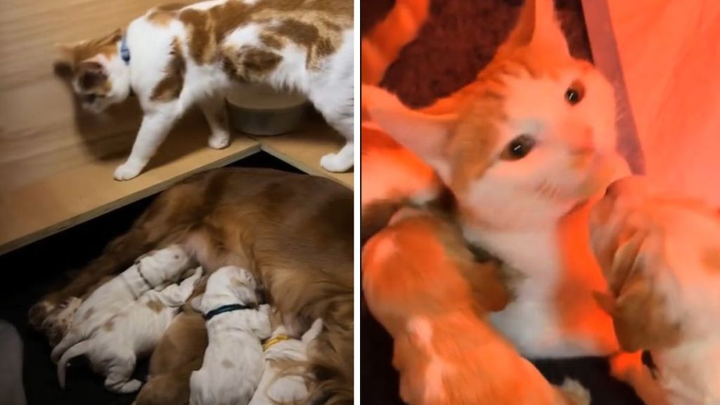 Left image shows the cat Dad keeping an eye on his puppies. Right image shows the puppies giving kisses to Marmalade.