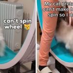 Left image shows a cat sitting on an exercise wheel Meowing for help. Right image shows the cat Mom spinning the wheel so the cat can run,