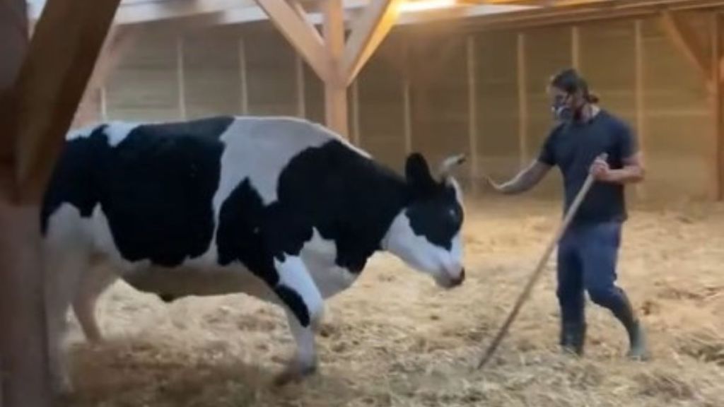 A Farmer and his cow playing in the barn.