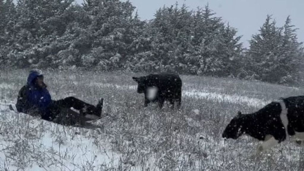 Image shows a man sledding down a slope in a cow pasture as the cows prance happily around him.