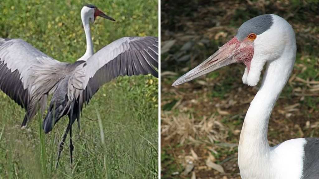 Stock image: Left image shows a wattled crane with its wings spread. Stock image on right shows off the impressive wattle that gives this bird its name.