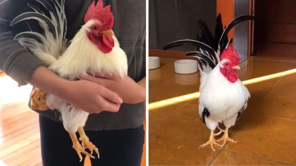 Left image shows Koji in his cuddly rooster pose. Right image shows him struttin' his stuff.