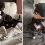 Left image shows a dog answering "Yeah" to question about Grandma. Right image shows and excited dog asking Grandma not to leave.