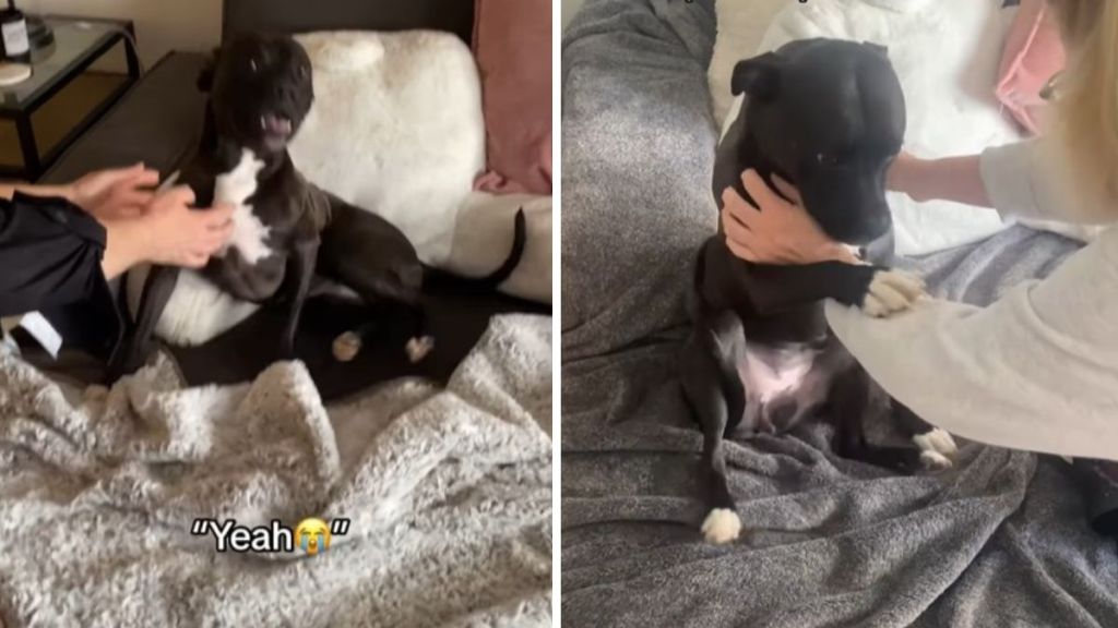 Left image shows a dog answering "Yeah" to question about Grandma. Right image shows and excited dog asking Grandma not to leave.