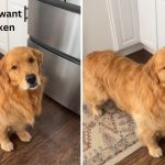 Left image shows a dog standing by a refrigerator. When his mom speaks, saying, Blink if you want some chicken" the dog blinks (right image).