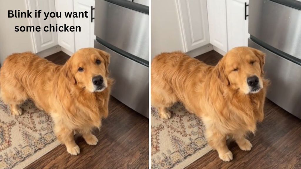 Left image shows a dog standing by a refrigerator. When his mom speaks, saying, Blink if you want some chicken" the dog blinks (right image).