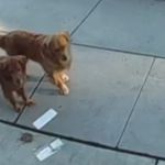 Image shows two dogs trying to figure out what to do with mail dropped by their pawrents.