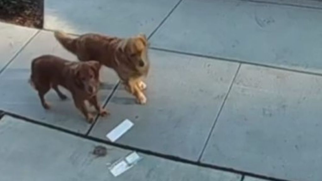 Image shows two dogs trying to figure out what to do with mail dropped by their pawrents.