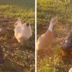 Left image shows a tan and white duck chasing away a white rooster. Right image is a group of ducks laughing about scaring the duck away.