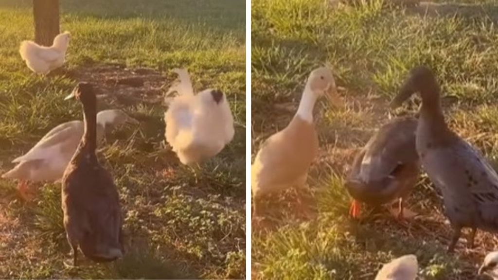 Left image shows a tan and white duck chasing away a white rooster. Right image is a group of ducks laughing about scaring the duck away.