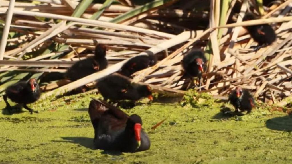 Image shows adult common gallinules with hatchlings.