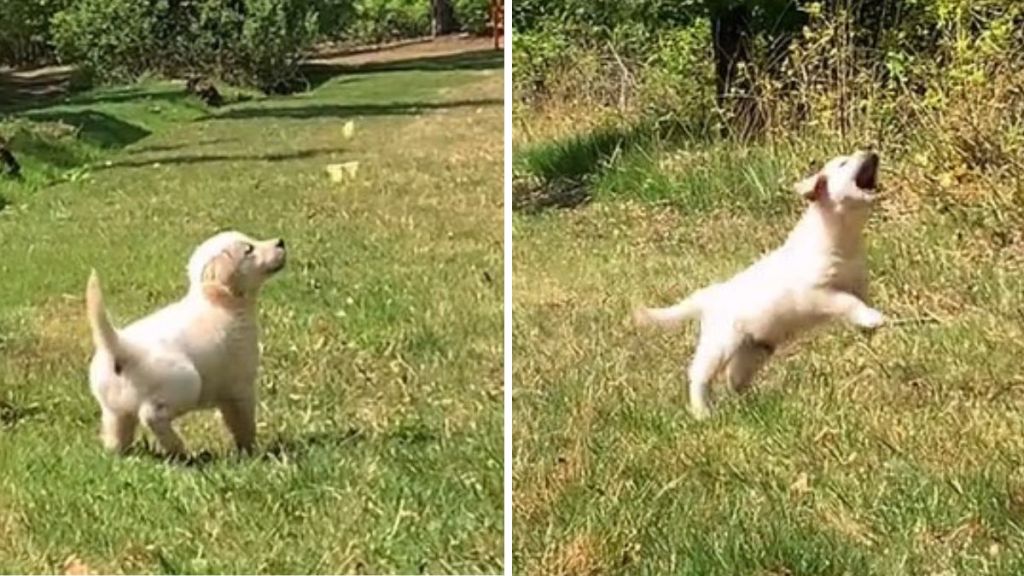 Images show a golden retriever puppy chasing and trying to eat yellow butterflies.