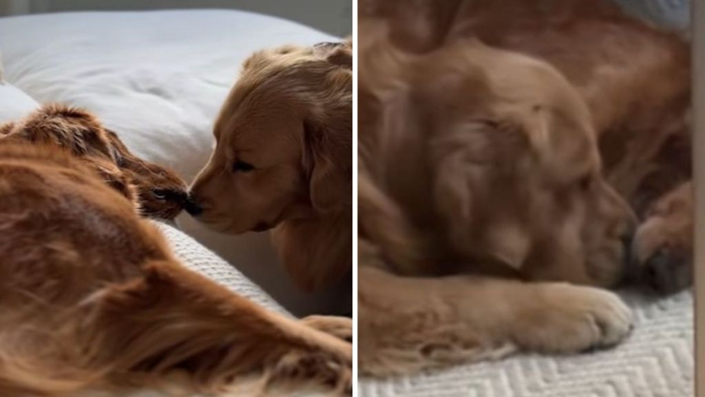 Images show golden retriever Chip gently nudging his sister awake from bad dreams.