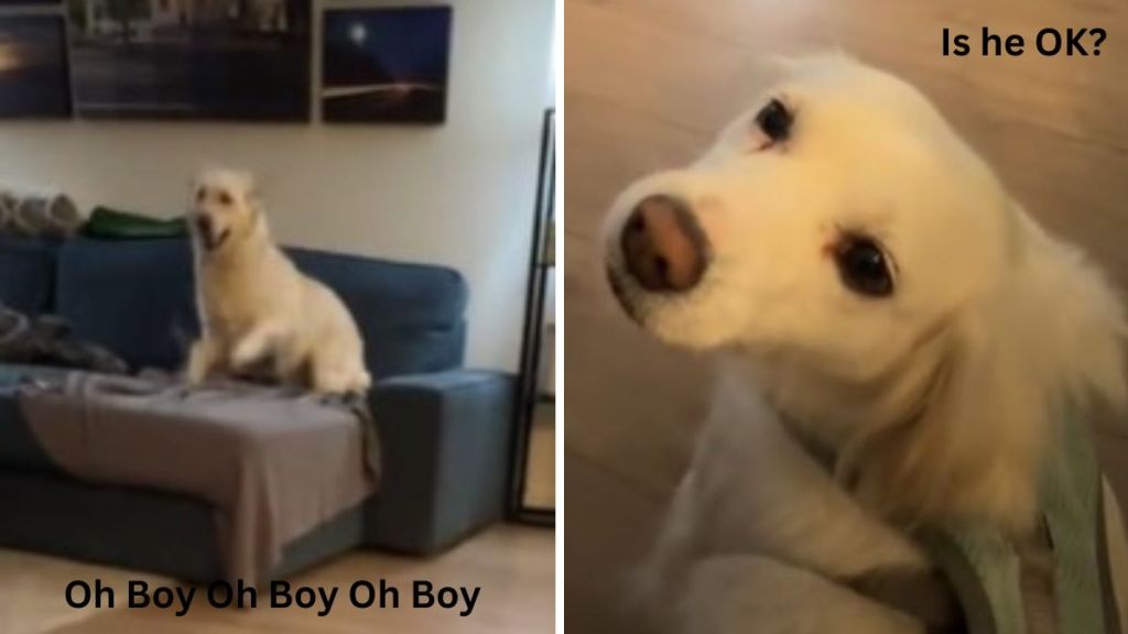 :eft image shows an excited dog jumping on a sofa. Right image shows a calm golden retriever foster dog who is unsure if he wants to meet his new foster brother.