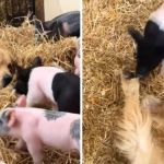 Left images shows a golden retriever keeping a watchful eye on some piglets. Right image shows a dog playing with a piglet.