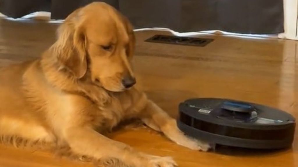 Image shows a golden retriever having a fight with a Roomba.