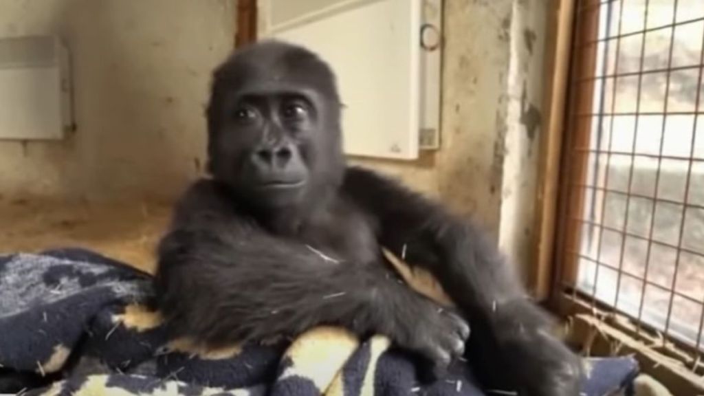 Image shows rescued gorilla baby Zeytin.