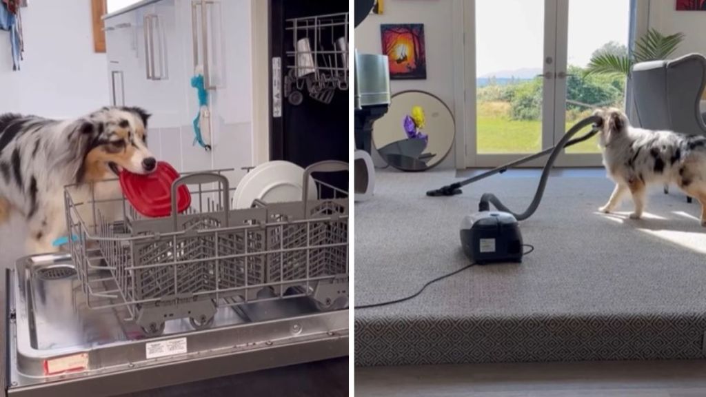 Left image shows a house dog loading the dishwasher. Right image shows the dog vacuuming the carpets.