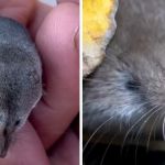 Images show the elusive Mount Lyell shrew, a mammal species that had never been photographed before.