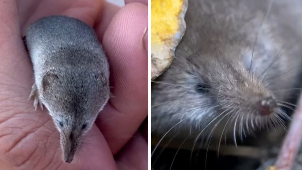 Images show the elusive Mount Lyell shrew, a mammal species that had never been photographed before.