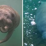 Left image shows a manatee chewing its flipper. Right image shows a manatee swimming.