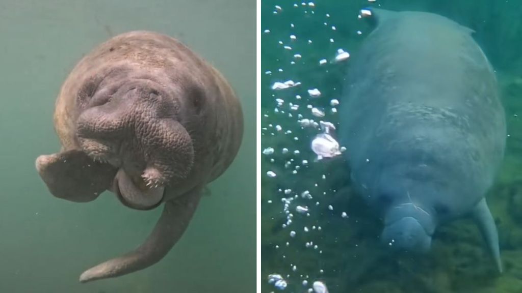 Left image shows a manatee chewing its flipper. Right image shows a manatee swimming.