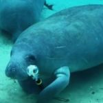 Image shows a manatee hugging a camera selfie stick after stealing it from a diver.