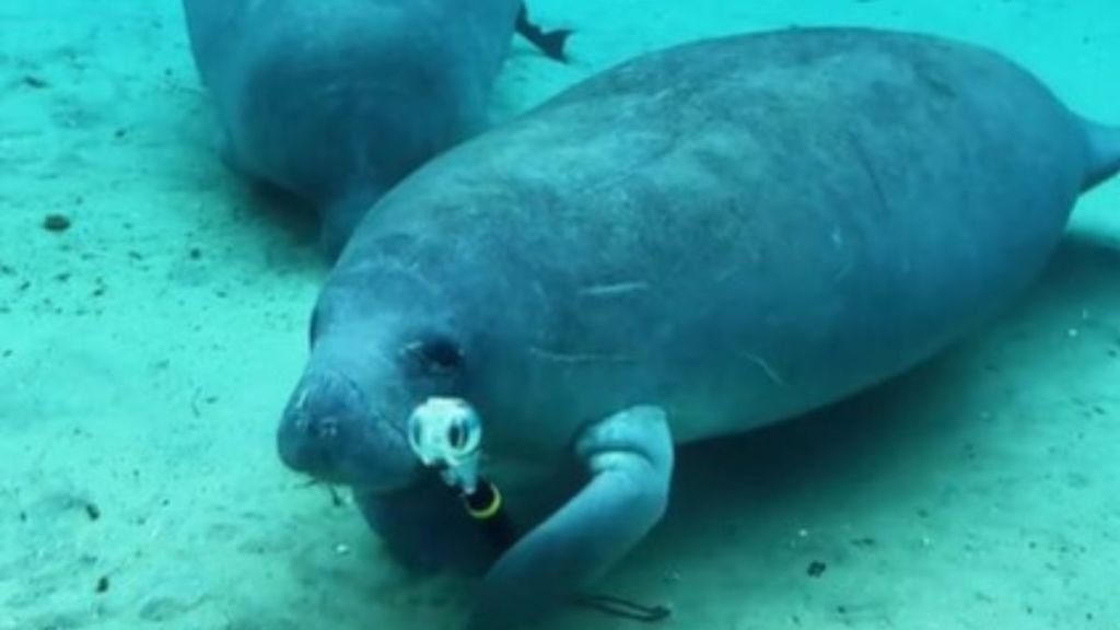 Image shows a manatee hugging a camera selfie stick after stealing it from a diver.