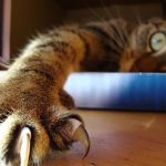 Image shows a cat with claws extended to discuss the Massachusetts cat declawing ban.