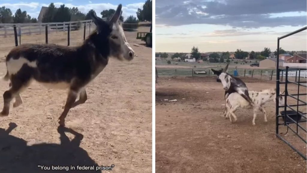 Misbehaving donkey "belongs in federal prison" accorfing to his mom.