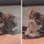 Images show a new kitten listening to a guitar. Eyes are open in the left image and closing in the right image as the kitten relaxes.