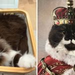 Left image shows Big Al looking like a normal cat lying in a basket. Right image shows the playful cat in his regal attire ready to rule the world.