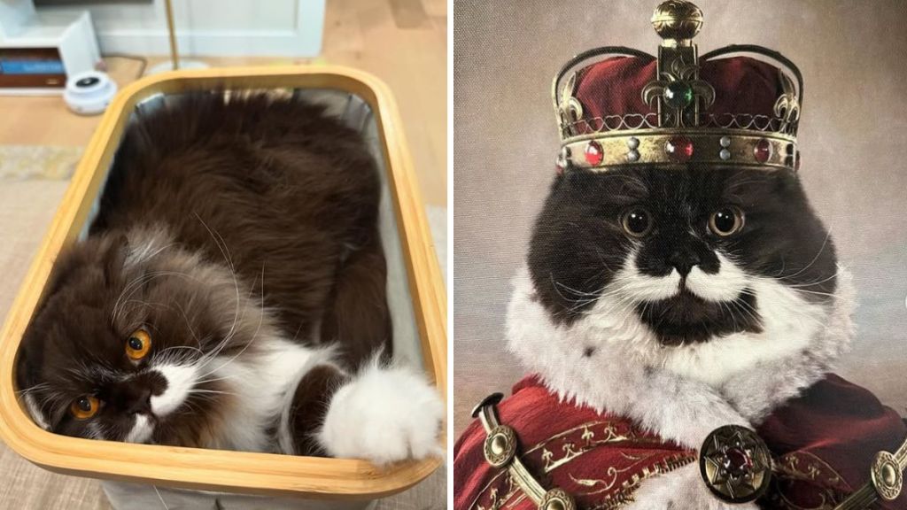 Left image shows Big Al looking like a normal cat lying in a basket. Right image shows the playful cat in his regal attire ready to rule the world.