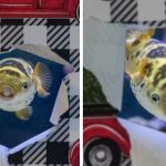 Images show a pufferfish posing for the camera during a cute photoshoot.