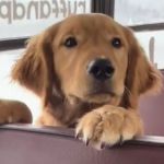 Image shows a golden retriever puppy on a day care bus.