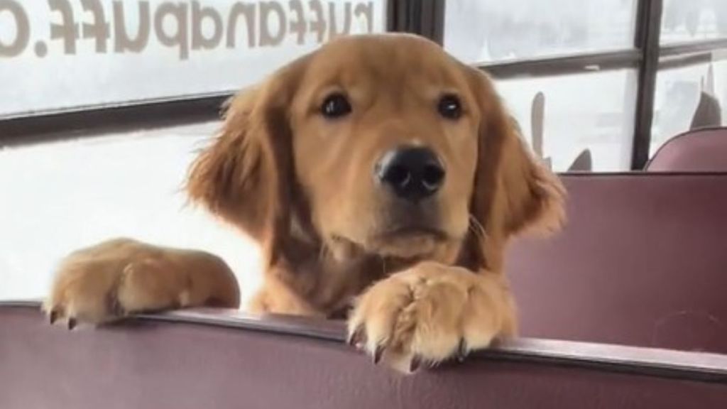 Image shows a golden retriever puppy on a day care bus.