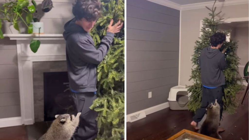 Image shows a raccoon dad trying to remove the Christmas tree while his raccoons object.