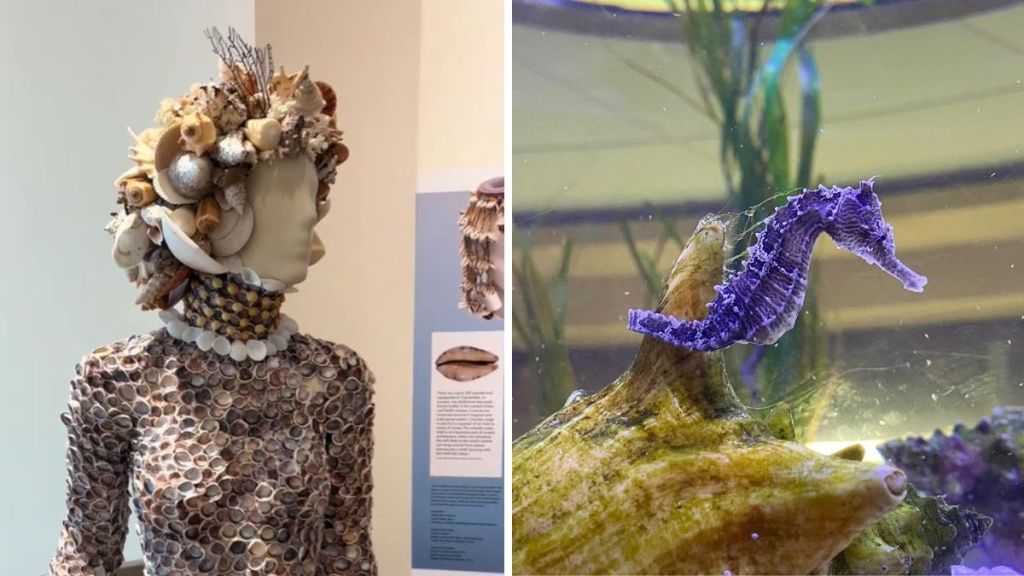 Left image shows a mannikin turned into a beautiful piece of shell art. Right image shows a blue seahorse.