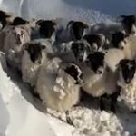 Sheep huddled after snowstorm on Galtee Mountain awaiting rescue.