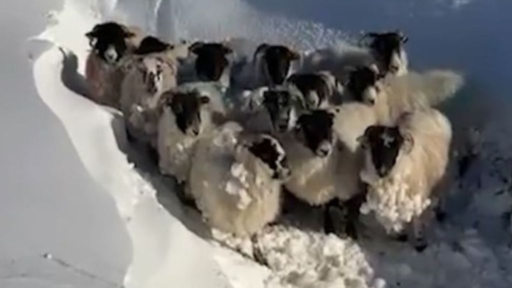 Sheep huddled after snowstorm on Galtee Mountain awaiting rescue.