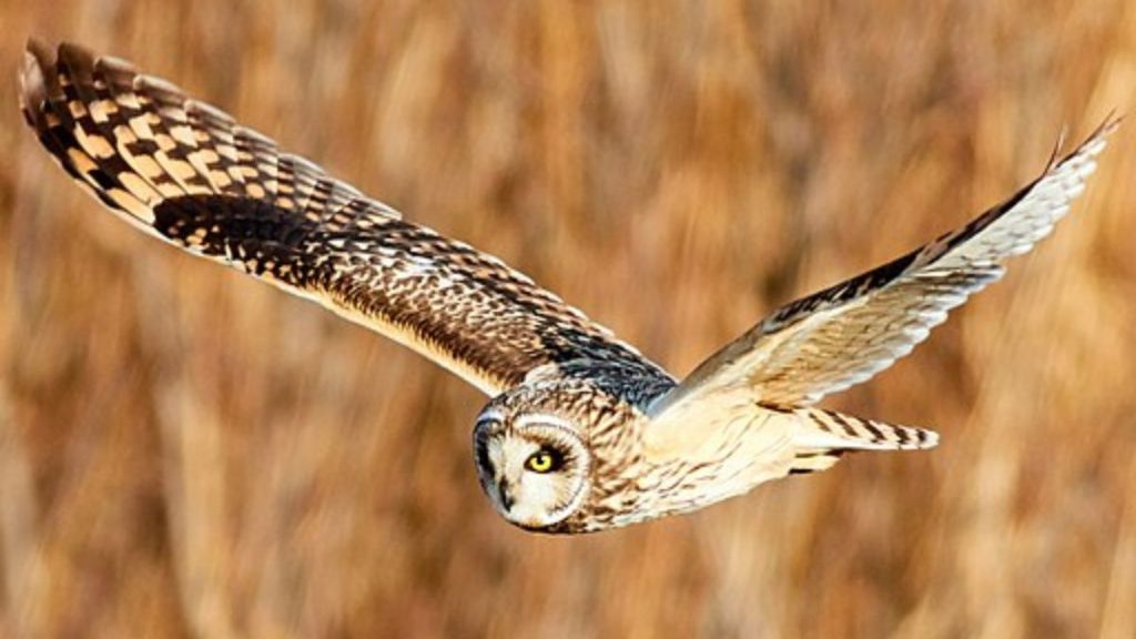 Stock image shows a short-eared owl in flight with wings spread.