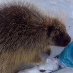 Image shows a porcupine at a ski resort sniffing the leg of a young boy.