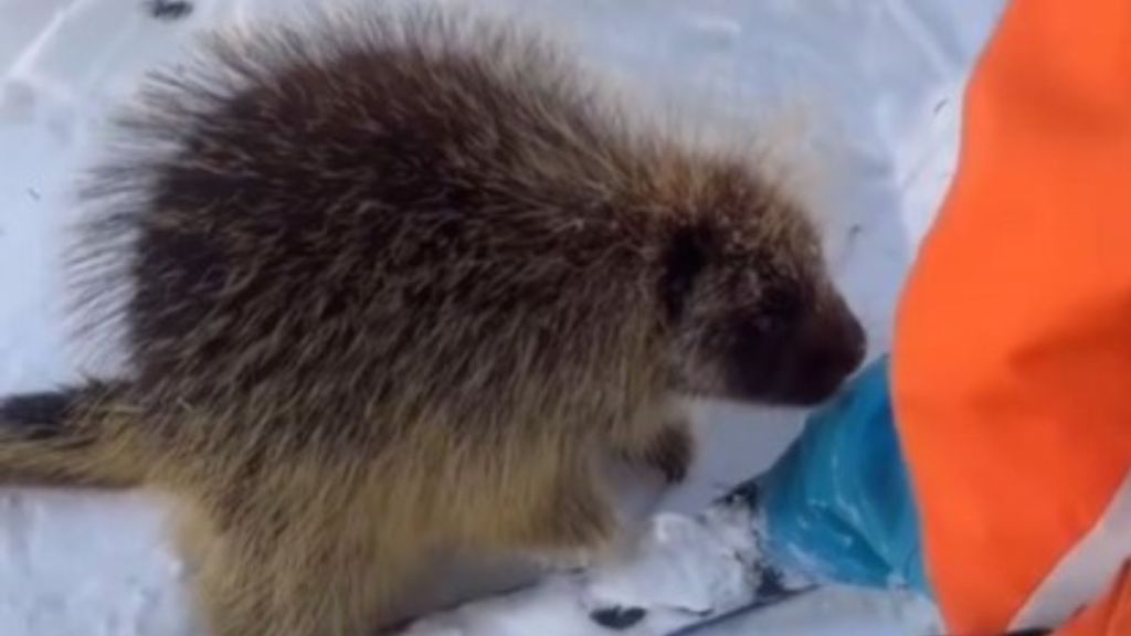 Image shows a porcupine at a ski resort sniffing the leg of a young boy.