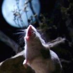 Image shows a tiny werewolf mouse howling at the moon.