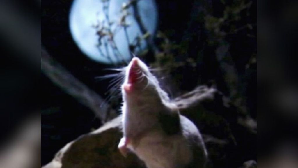 Image shows a tiny werewolf mouse howling at the moon.