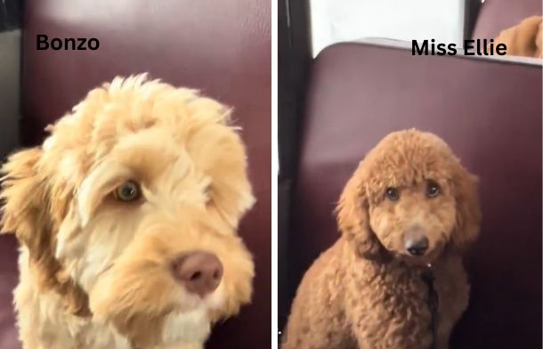 Puppy Day On This Dog Bus Is Just As Adorable As You’d Imagine