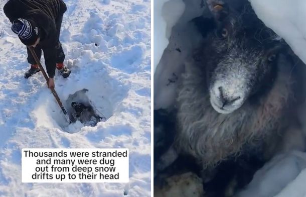 Dedicated Farmers Dig Out Sheep Trapped Beneath Several Feet Of Snow