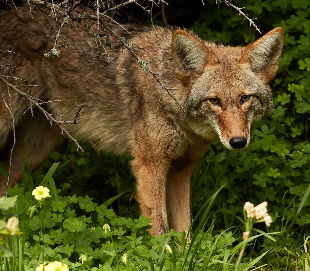 a coyote peeking out from the brush